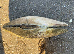 Lasmigona complanata