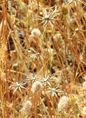 Festuca myuros