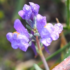 Linaria alpina