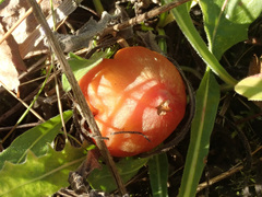 Hygrocybe conica
