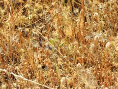 Festuca myuros