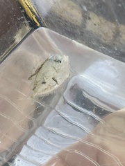 Selene setapinnis