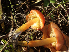 Hygrocybe conica