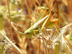 Chorthippus apicalis