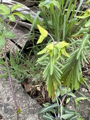 Euphorbia lathyris