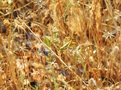 Chorthippus apicalis