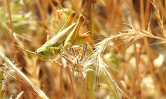 Chorthippus apicalis