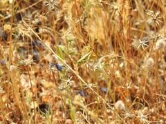 Chorthippus apicalis