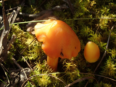 Hygrocybe conica