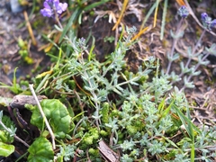 Linaria alpina
