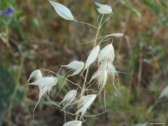 Avena sterilis