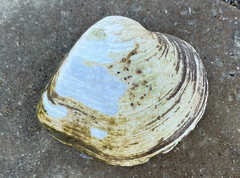 Truncilla truncata
