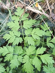 Anthriscus cerefolium