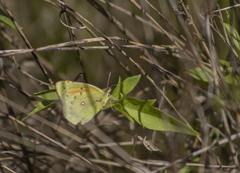 Colias lesbia