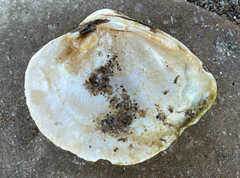 Truncilla truncata