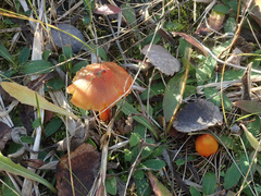 Hygrocybe conica