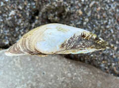 Truncilla truncata