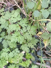 Anthriscus cerefolium