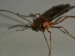 Ophion obscuratus