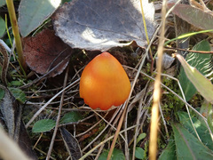 Hygrocybe conica