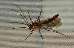 Ophion obscuratus