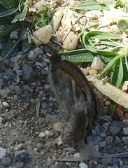 Pyronia cecilia