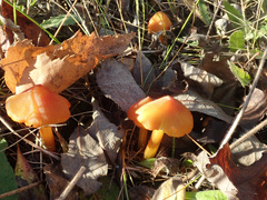 Hygrocybe conica