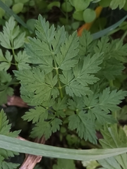 Anthriscus cerefolium