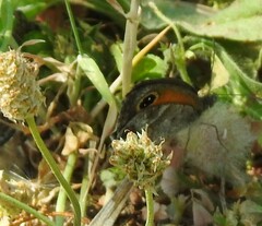 Pyronia cecilia