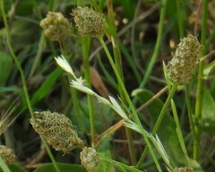 Plantago lanceolata