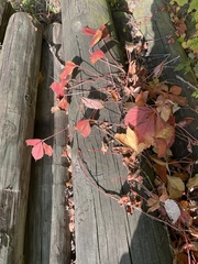 Parthenocissus