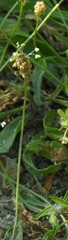Plantago lagopus