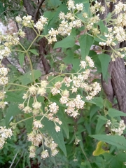 Montanoa tomentosa