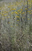 Cota tinctoria australis - Photo (c) john-walsh, some rights reserved (CC BY-NC)