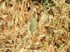 Festuca myuros