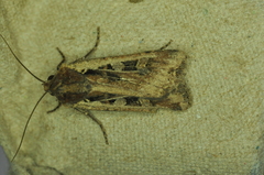 Euxoa ochrogaster