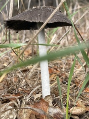 Coprinus calyptratus