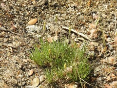 Trifolium cherleri