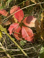 Parthenocissus