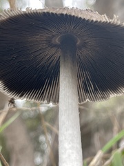 Coprinus calyptratus