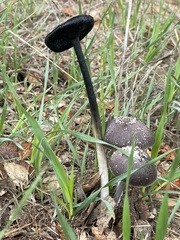 Coprinus calyptratus