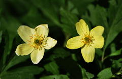 Anemonoides ranunculoides