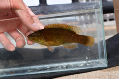 Tautogolabrus adspersus