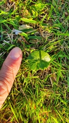 Hydrocotyle bonariensis
