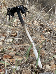 Coprinus calyptratus