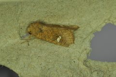 Amphipoea