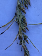 Omalotheca sylvatica