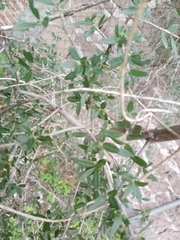 Forestiera angustifolia