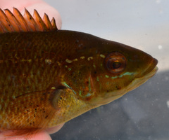 Tautogolabrus adspersus