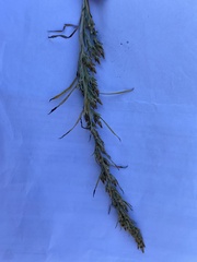 Omalotheca sylvatica